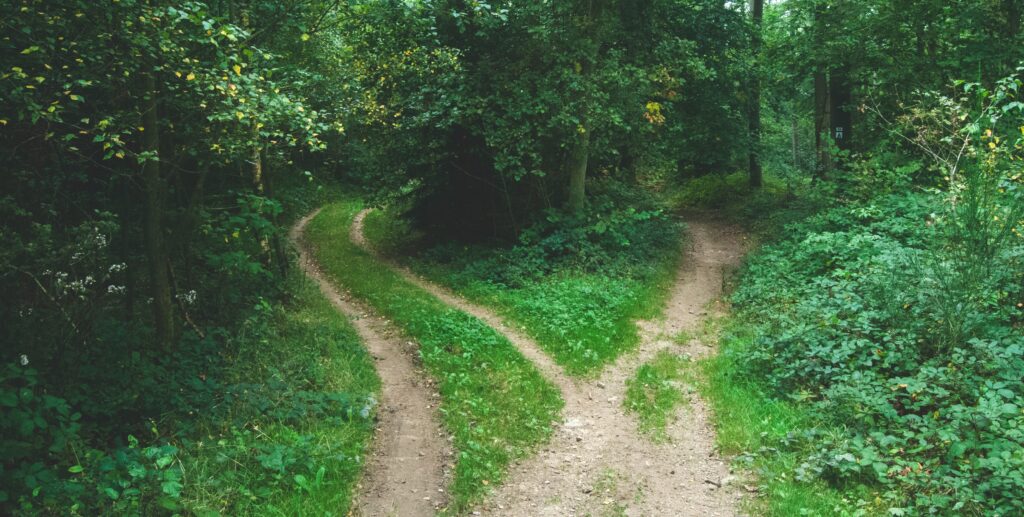 Image of two paths within a forest