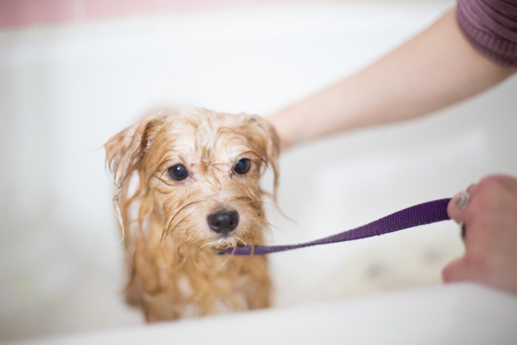 a wet small dog in a bath tub with a purple lead and a woman washing it in the bath