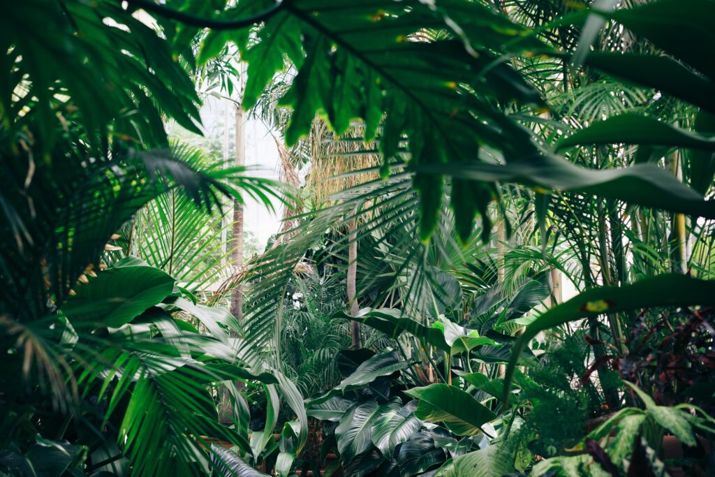 A large surrounding of plants in a garden all the plants are green and large